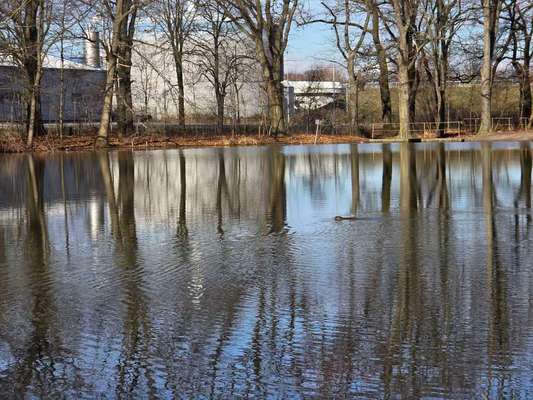 Hundeauslaufgebiet-An der Spreewehrmühle-Bild