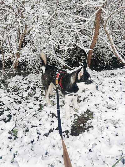 Alaskan Malamute-Beitrag-Bild