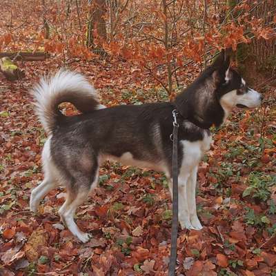 Hundetreffen-Gassi-und Spieltreffen-Bild
