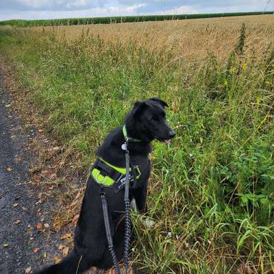 Hundetreffen-Suchen Spielpartner-Bild