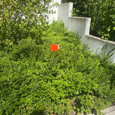 Giftköder-Giftköder-Bild