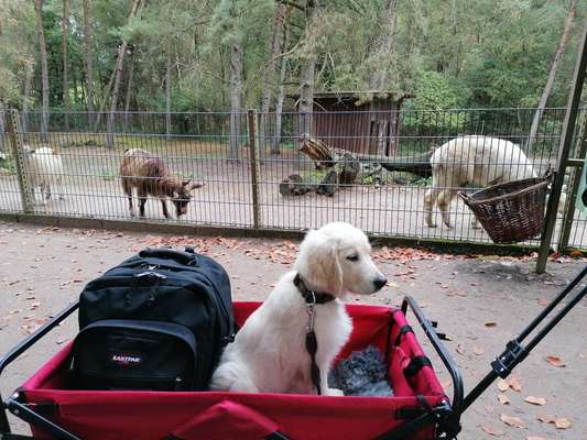 Die Dogorama Wochen Challenge-Beitrag-Bild