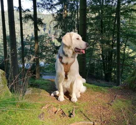 Wo sind die Golden Retriever Liebhaber?-Beitrag-Bild