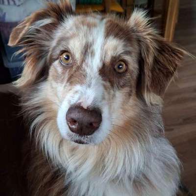 Hundetreffen-Hundespaziergang-Bild