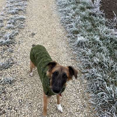 Hundetreffen-Gemeinsame Spaziergänge-Bild