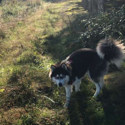 Hundetreffen-Gassirunde und Spielen-Bild