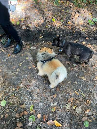 Bester Freund, Hundekumpel - zeigt her!-Beitrag-Bild