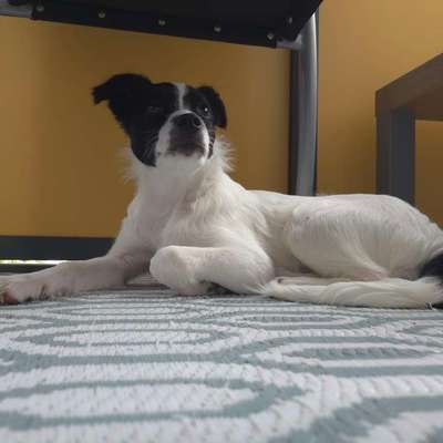 Hundetreffen-Gemeinsame Gassirunden-Bild