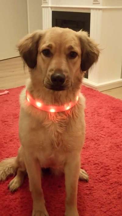 Hovawart-Beitrag-Bild