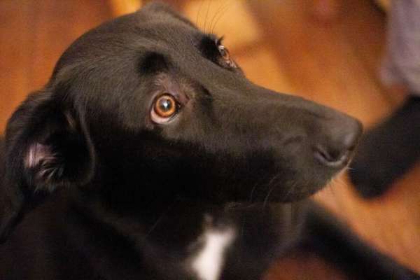 Hundetreffen-Gemeinsames Trainieren und Austausch-Bild