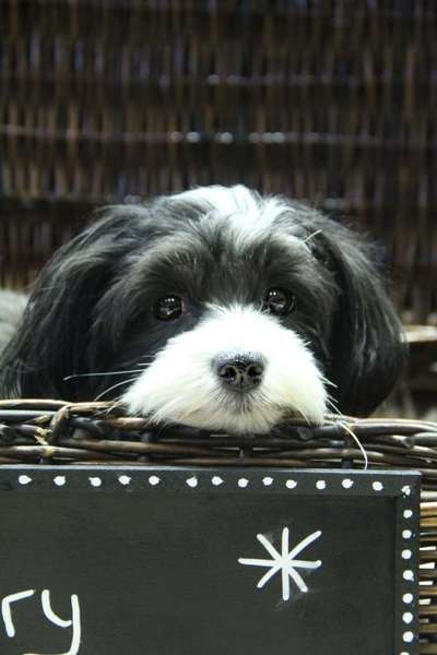 Fotochallange Nr. 57     PORTRÄT.   Beendet!!!!!!!!-Beitrag-Bild