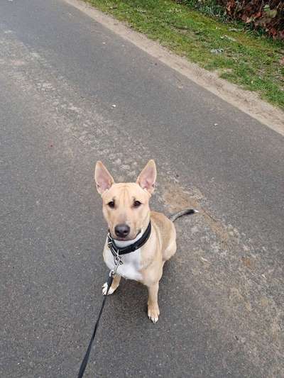 Schäferhund-Beitrag-Bild