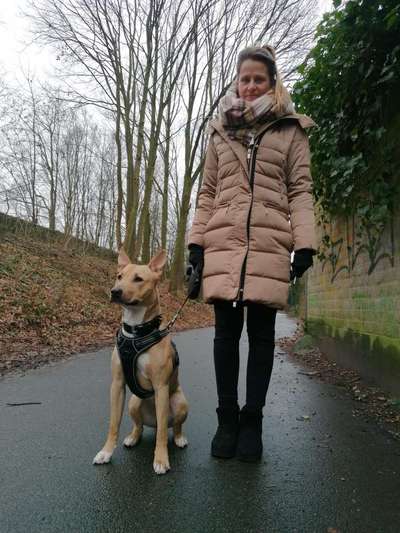 Schäferhund-Beitrag-Bild