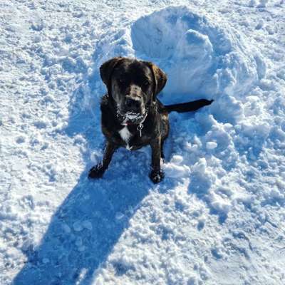 Hundetreffen-Spielgefährten zum Toben werden gesucht☺-Bild