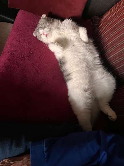 Dogorama Photo Challenge - Zeigt her eure Bäuche-Beitrag-Bild