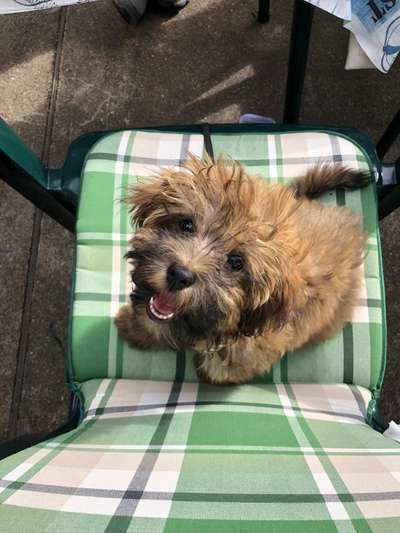 Vom Welpen zum Hund-Beitrag-Bild