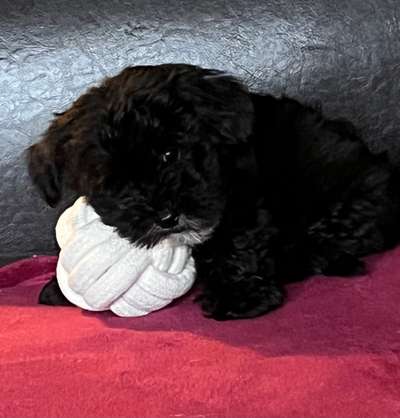 Welpen Bilder !-Beitrag-Bild