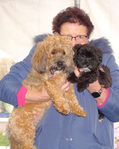 Vom Welpen zum Hund-Beitrag-Bild