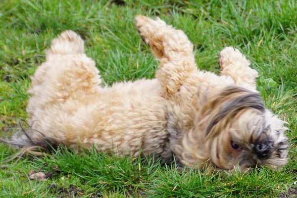 Dogorama Photo Challenge - Zeigt her eure Bäuche-Beitrag-Bild