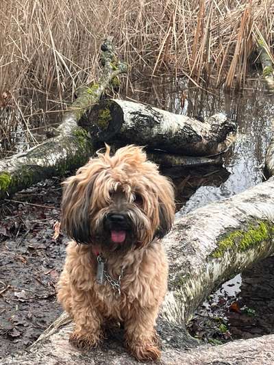 Handy Foto Challenge Nr. 49: Mein Freund der Baum-Beitrag-Bild