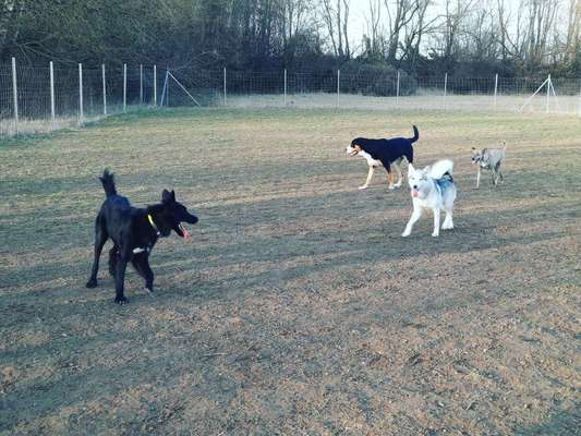 Hundeauslaufgebiet-Wölfersheim-Bild