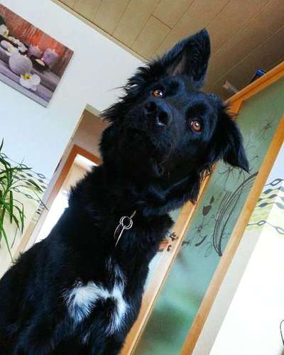 Welpen Bilder !-Beitrag-Bild