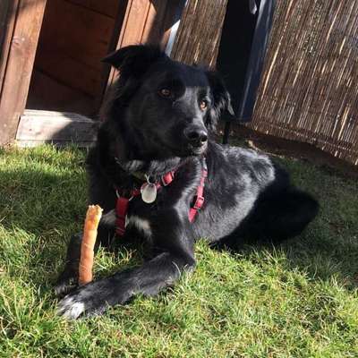 Hunde sind die beste Medizin-Beitrag-Bild