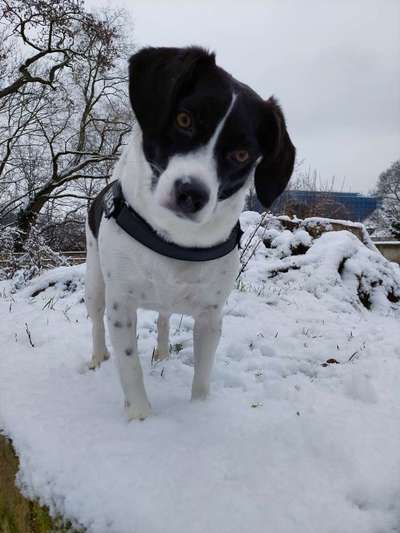 TierschutzhundeStammtisch🐕-Beitrag-Bild