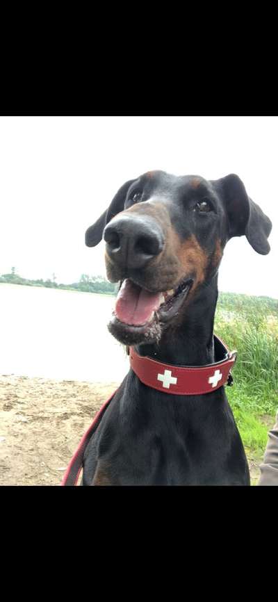 Dogorama Photo Challenge - Mäulchen auf-Beitrag-Bild