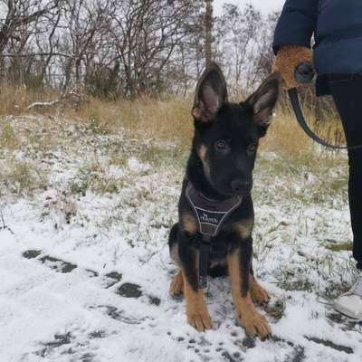 Hundetreffen-Gassirunde in Kamenz 😊-Bild