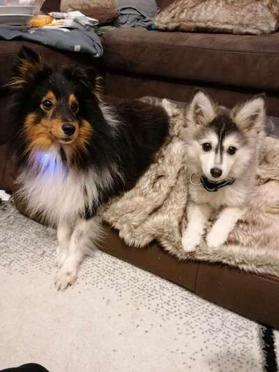 Shelties-Beitrag-Bild