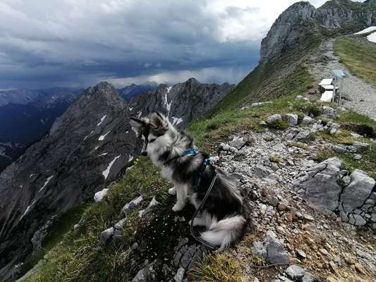 Die Dogorama Kalender Challenge 4/4-Beitrag-Bild