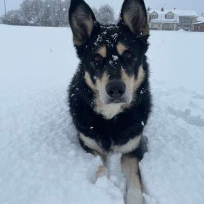 Hundetreffen-Spazier oder Spielrunde-Bild