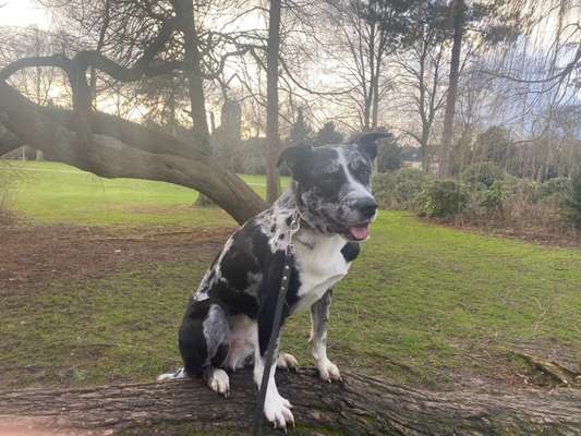 Aussiedors oder Leopard Labrador Gruppe-Beitrag-Bild