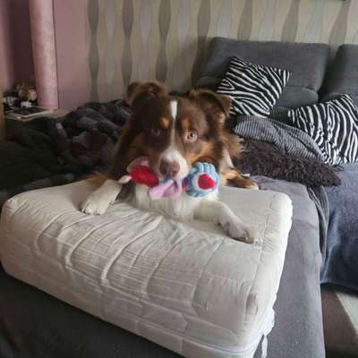 Hundetreffen-Hunde kuppels gesucht-Bild