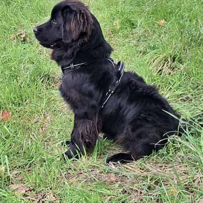 Hundetreffen-Hundekontakt üben für unseren Bären.  Laufen evtl frei beschnuppern u.evtl toben,wenn er sich traut-Bild