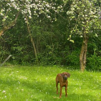 Hundetreffen-Spielen & Toben in Bayreuth-Bild