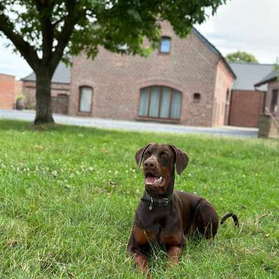 Hundetreffen-Gassitreffen und Spielrunde-Bild