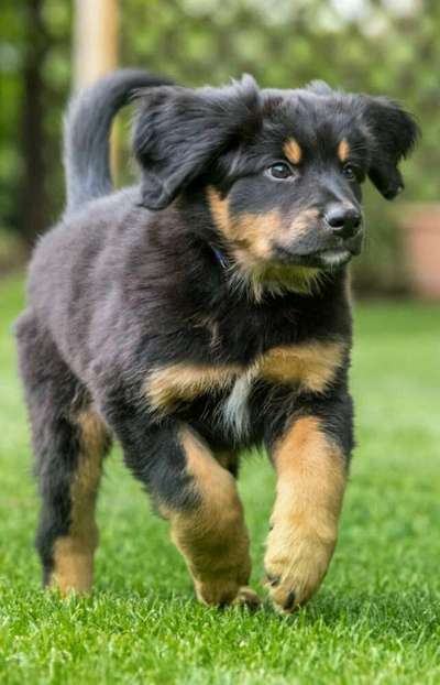 Hovawarts-Beitrag-Bild