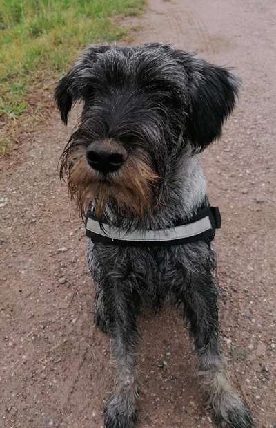 Schnauzer-Beitrag-Bild