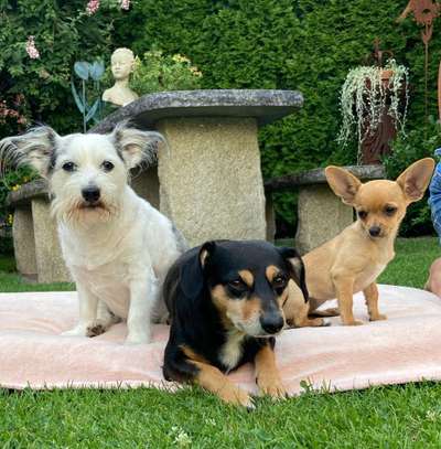 Mehrere Hunde zuhause !-Beitrag-Bild