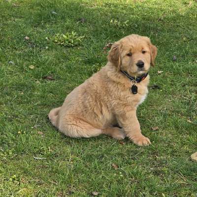 Hundetreffen-Treffen mit anderen Hunden-Bild