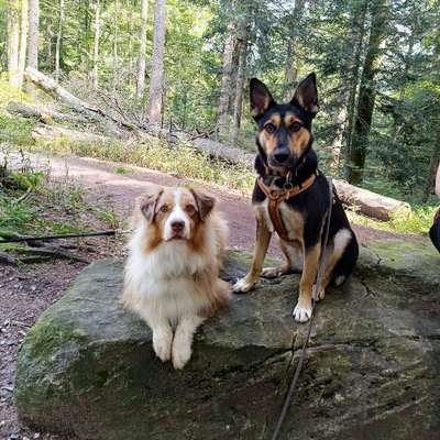 Hundetreffen-Spaziergänge in Olten-Bild