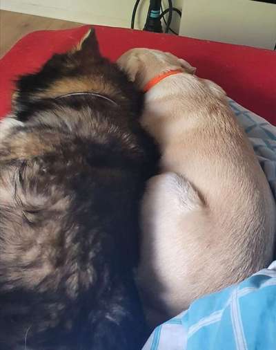 Die Dogorama Wochen Challenge "Friends will be Friends"-Beitrag-Bild