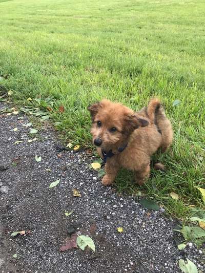 Corgis und ihre persönlichen Hofangestellten-Beitrag-Bild