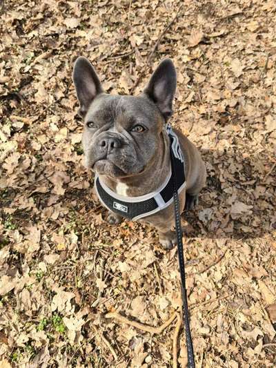 Zeigt her eure Frenchi-Beitrag-Bild