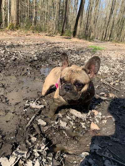 Lustigsten Grimassen von euren Hunden-Beitrag-Bild