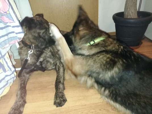 Hundetreffen-Suche spiele Partner für meine Hündin-Bild