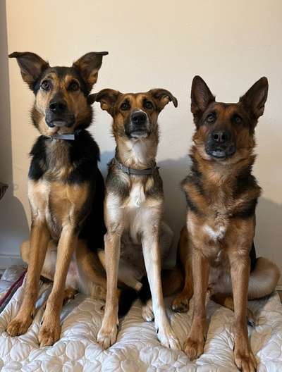 Hundetreffen-Hunde treffen-Bild