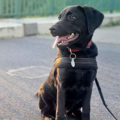 Hundetreffen-Junghundfreunde-Profilbild